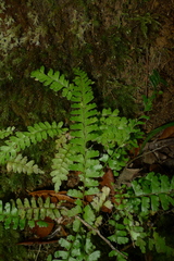 Lindsaea harveyi