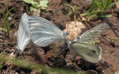Pieris dulcinea