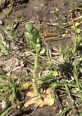 Pterostylis bicolor