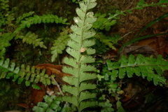 Lindsaea harveyi