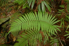 Sphaerostephanos heterocarpos