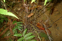 Sphaerostephanos heterocarpos