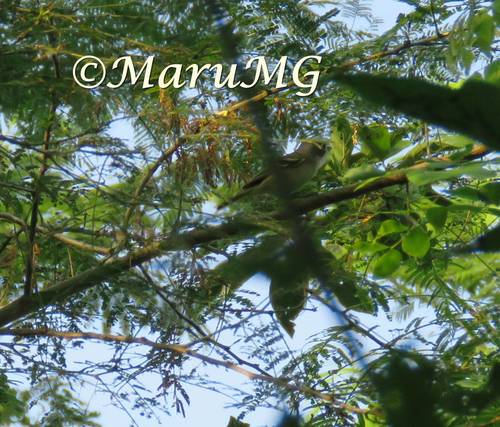 Black-capped Vireo (Vireo atricapilla)