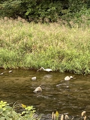 Ardea alba
