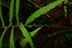 Sphaerostephanos heterocarpos