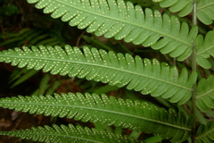 Sphaerostephanos heterocarpos