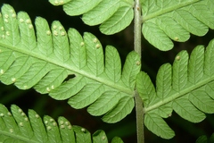 Sphaerostephanos heterocarpos