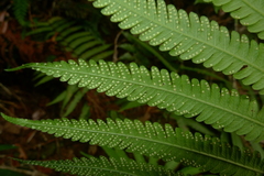 Sphaerostephanos heterocarpos