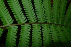 Sphaerostephanos heterocarpos