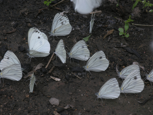 Pieris dulcinea