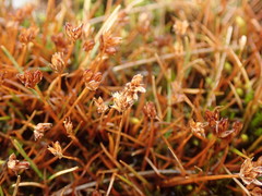 Juncus antarcticus