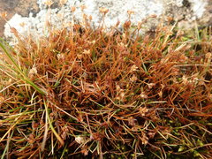 Juncus antarcticus