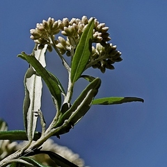 Ozothamnus argophyllus