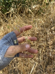 Lessingia glandulifera