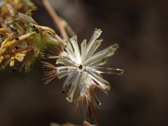 Lessingia glandulifera