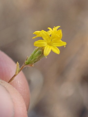 Lessingia glandulifera
