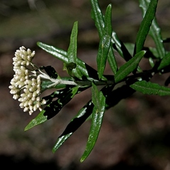 Ozothamnus argophyllus