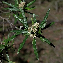 Ozothamnus argophyllus