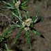 Ozothamnus argophyllus - Photo 由 Max Campbell 所上傳的 (c) Max Campbell，保留部份權利CC BY