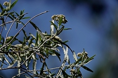 Ozothamnus argophyllus