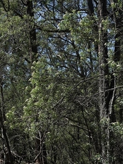 Ozothamnus argophyllus