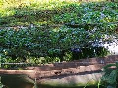 Caiman crocodilus chiapasius
