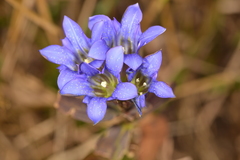 Gentiana scabra