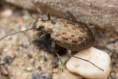 Opisthius richardsoni