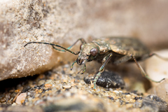 Opisthius richardsoni