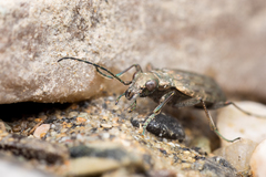 Opisthius richardsoni