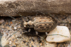 Opisthius richardsoni
