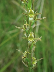 Prasophyllum correctum