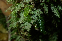 Polyphlebium vieillardii