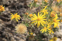 Heterotheca scabrifolia