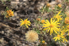 Heterotheca scabrifolia