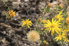 Heterotheca scabrifolia