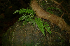 Asplenium insiticium