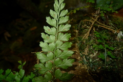 Asplenium insiticium
