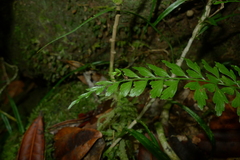 Asplenium insiticium