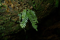 Ctenopterella lasiostipes