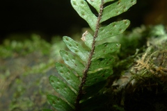 Ctenopterella lasiostipes