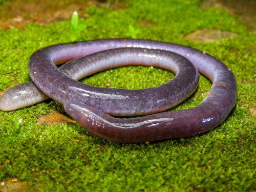 Magdalena Valley Caecilian, Caecilia subnigricans