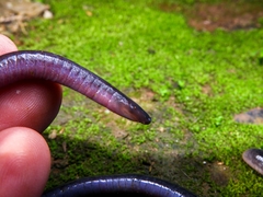 Caecilia subnigricans