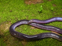Caecilia subnigricans
