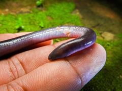 Caecilia subnigricans