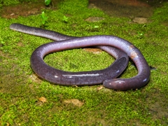 Caecilia subnigricans