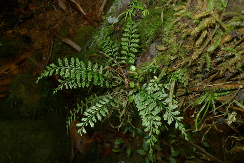 Asplenium francii observed 2017-08-08