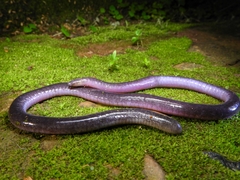 Caecilia subnigricans