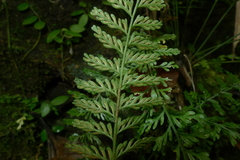 Asplenium tenuiculum