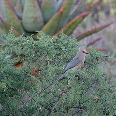 Urocolius indicus indicus